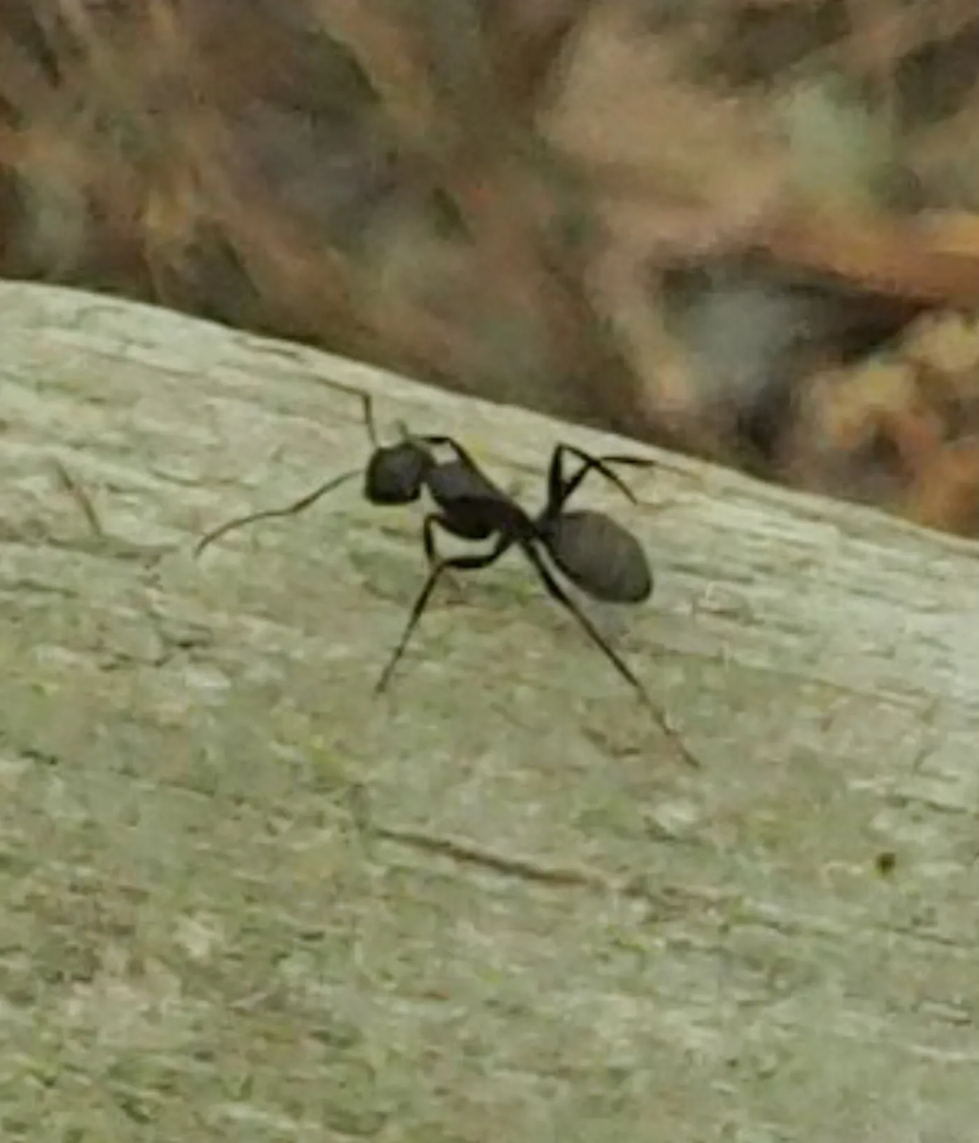 Black carpenter ant crossing a gray, weathered deck rail like the original 1980s decks on many Damascus, Maryland homes