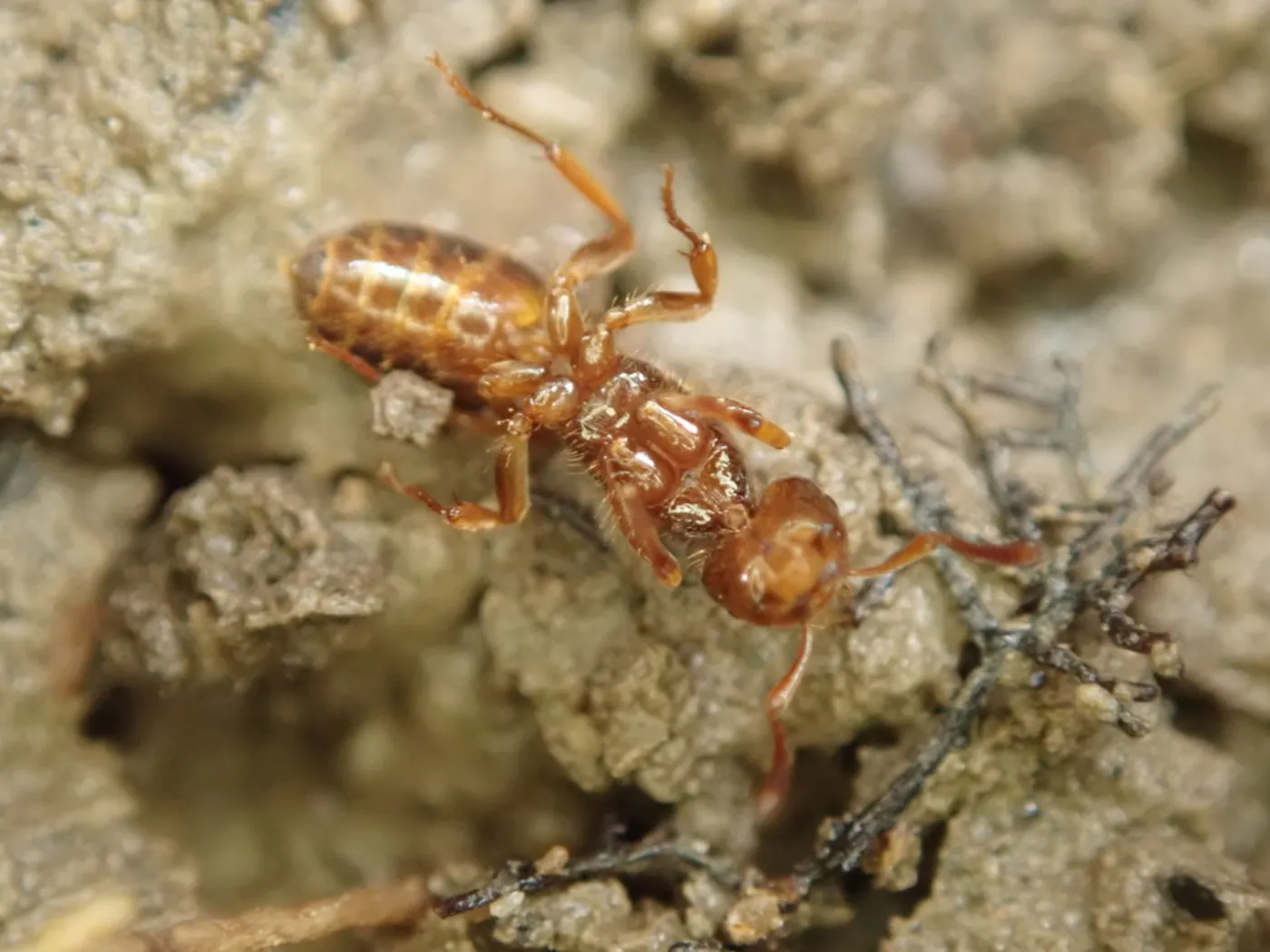 Amber citronella ant worker on damp clay soil, the yellow ant that swarms in Damascus, MD basements in late summer