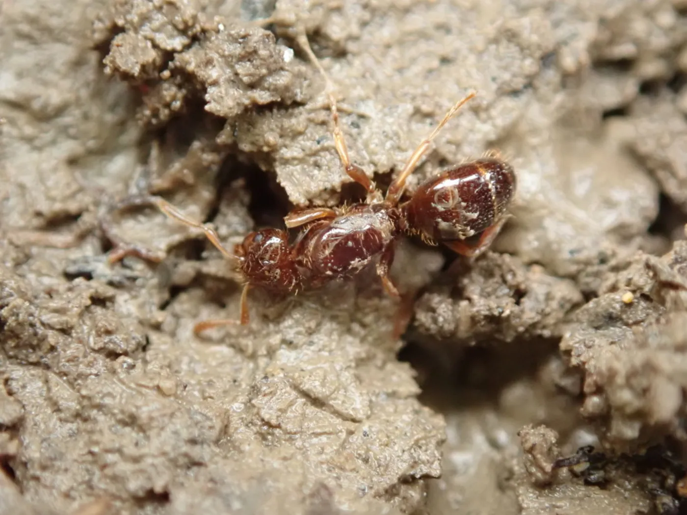 Two amber citronella ant workers on damp soil, the yellow ant that turns up in Damascus basements
