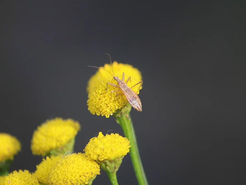 Damsel bug perched on yellow flowers