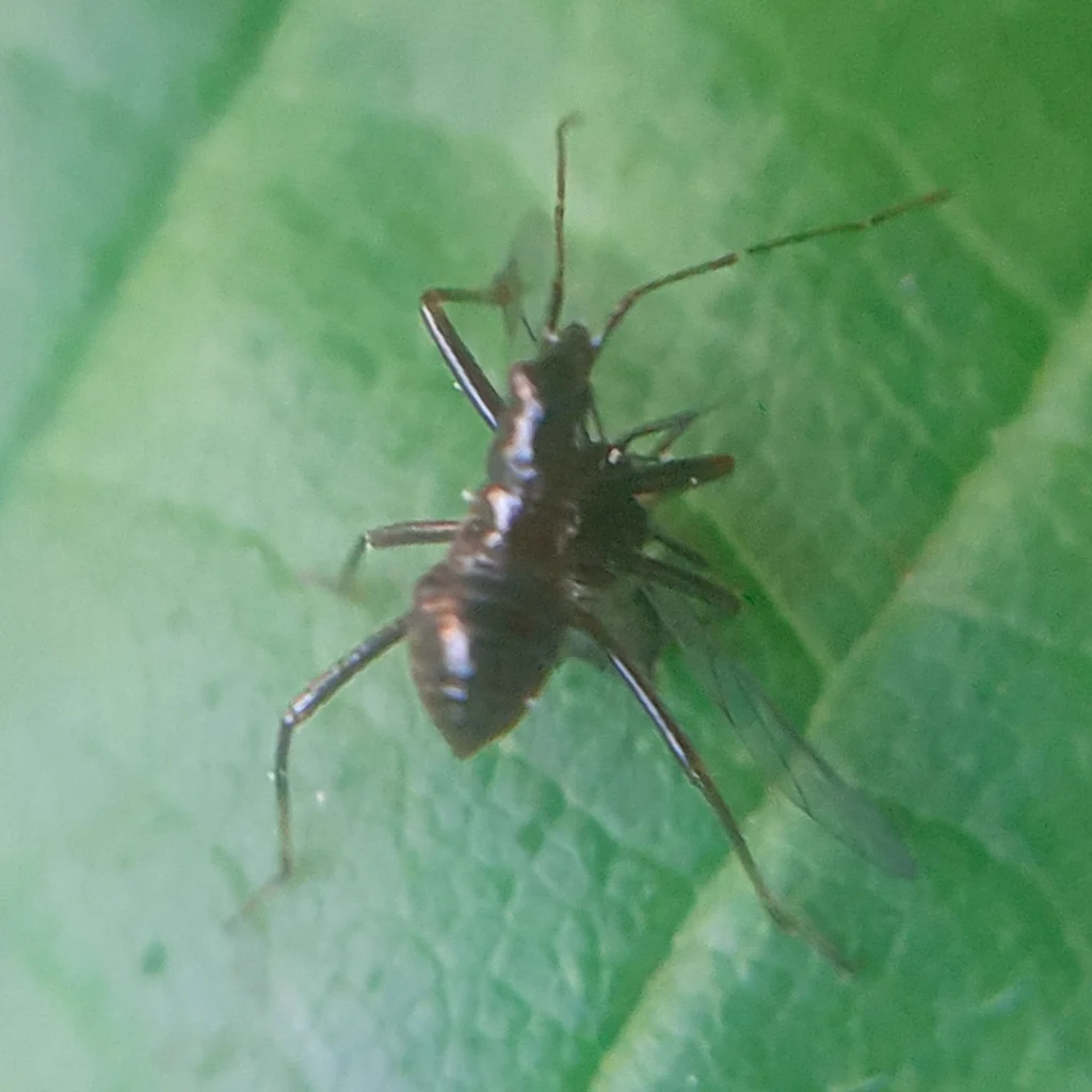 Damsel bug nymph on a leaf showing developing wing pads