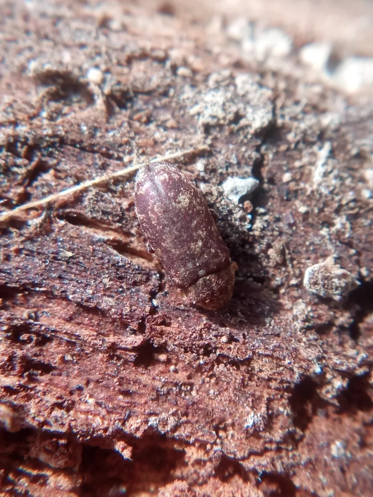 Deathwatch beetle on decaying wood in its natural habitat