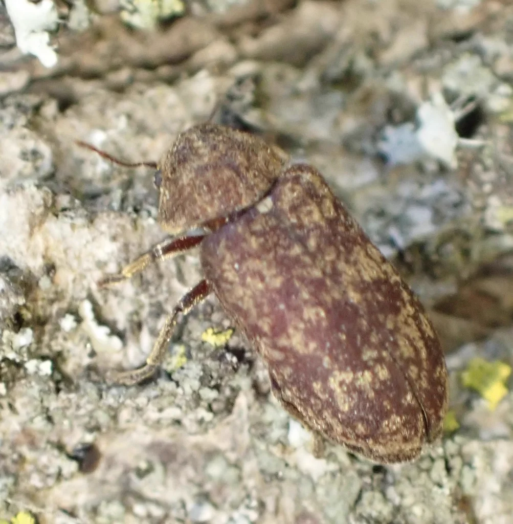 Side profile of a deathwatch beetle on textured bark showing its characteristic humpbacked appearance