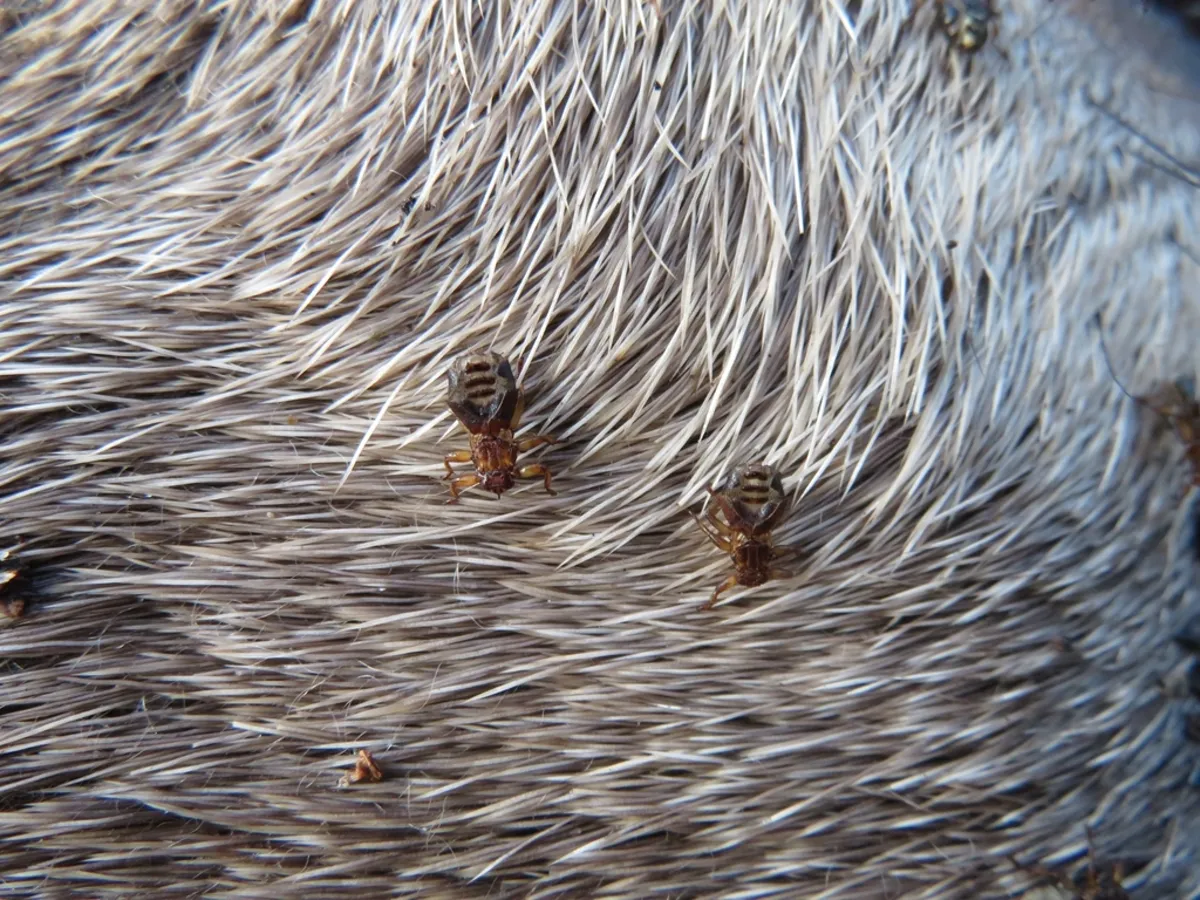 Multiple deer keds embedded in deer fur showing their natural habitat on a host