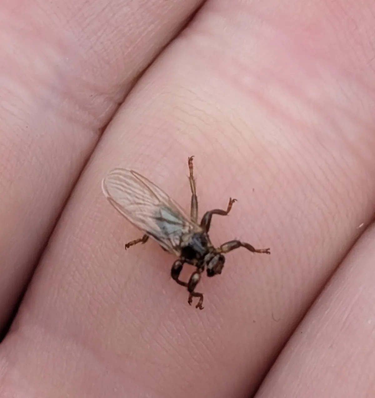 Winged deer ked on a finger showing translucent flight wings before shedding