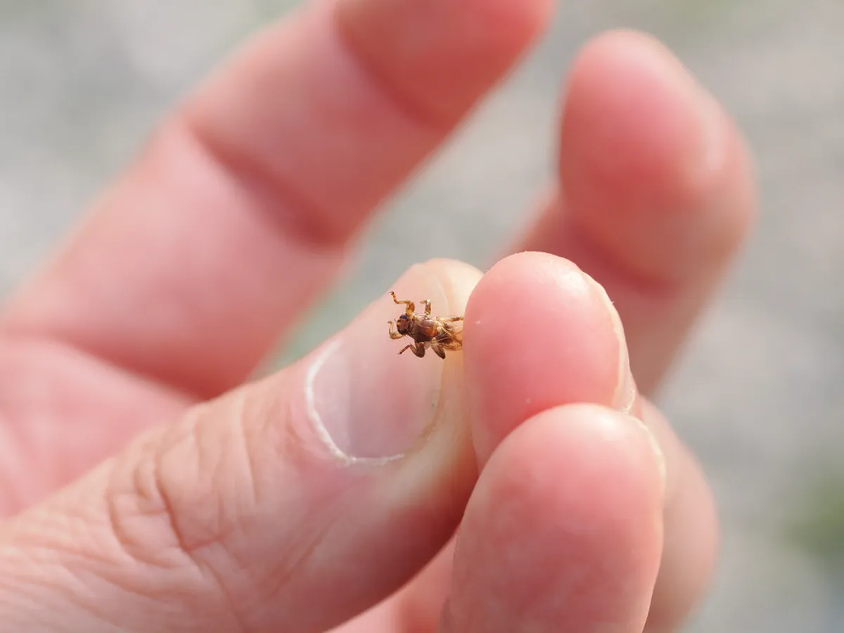 Tiny deer ked perched on a fingertip showing its small size for scale