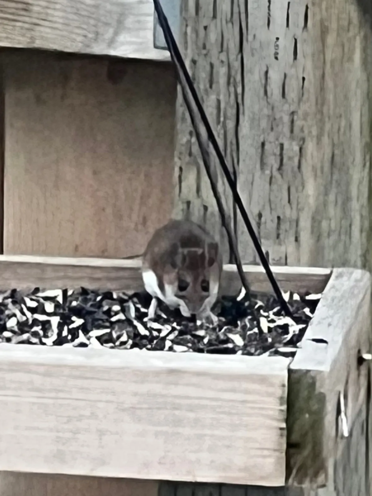 Deer mouse eating sunflower seed from a wooden bird feeder, a common rodent attractant on Nokesville, Virginia properties