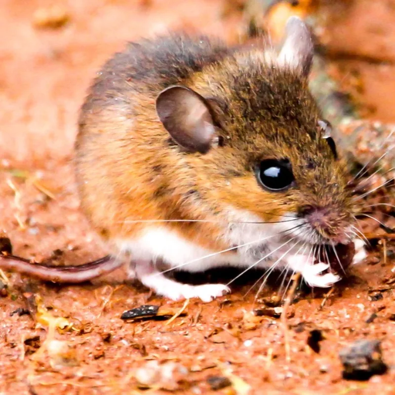 Deer mouse with a white belly and two-toned tail, a field mouse common around Damascus Maryland farmland
