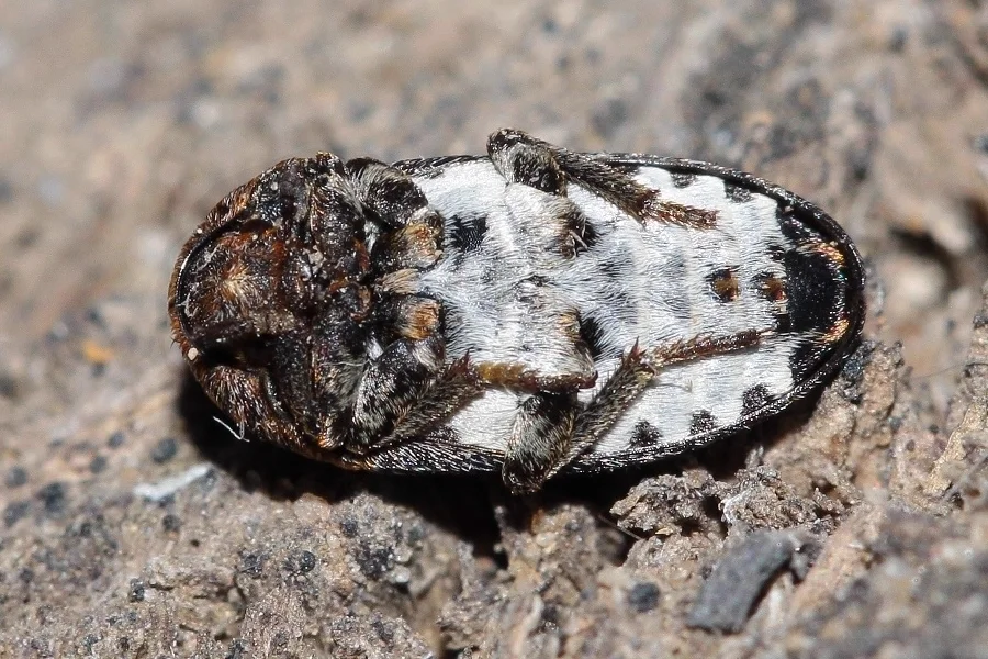 Dermestid beetle specimen showing mottled white and brown markings on its oval body