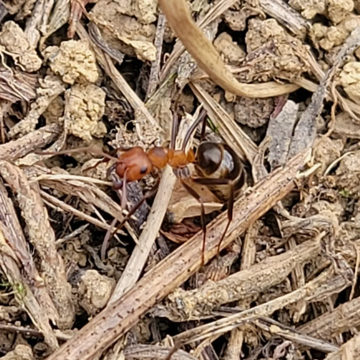 Allegheny mound ant with a red head and dark abdomen on dry soil and thatch in a sunny Derwood Maryland lawn