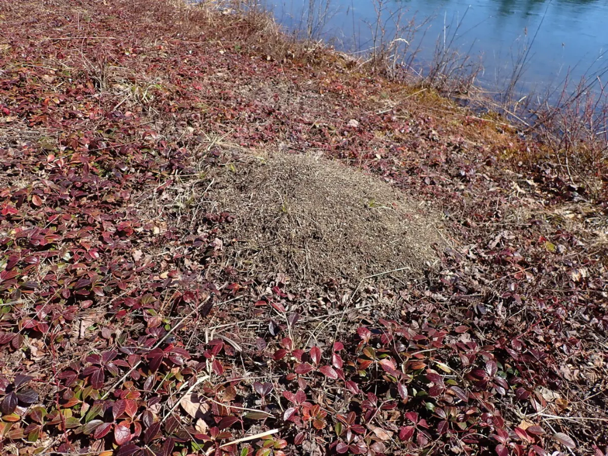 Large Allegheny mound ant nest of bare soil in an open field, the kind of mound that kills grass in sunny Derwood Maryland lawns