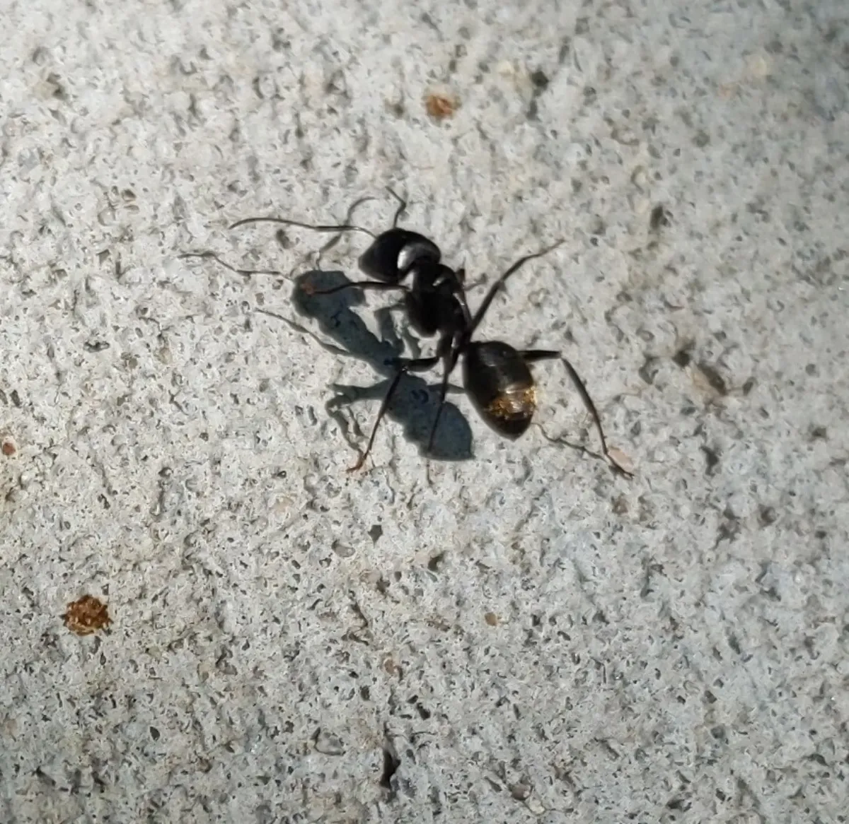 Eastern black carpenter ant crossing a concrete patio at a home next to the Rock Creek woods in Derwood MD