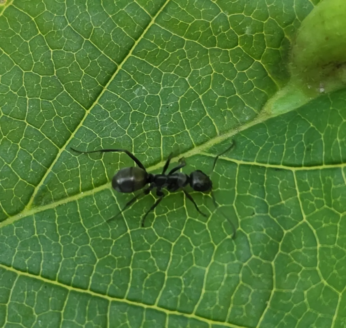 Silky field ant on a green leaf, a lawn-nesting ant common in open Derwood Maryland yards