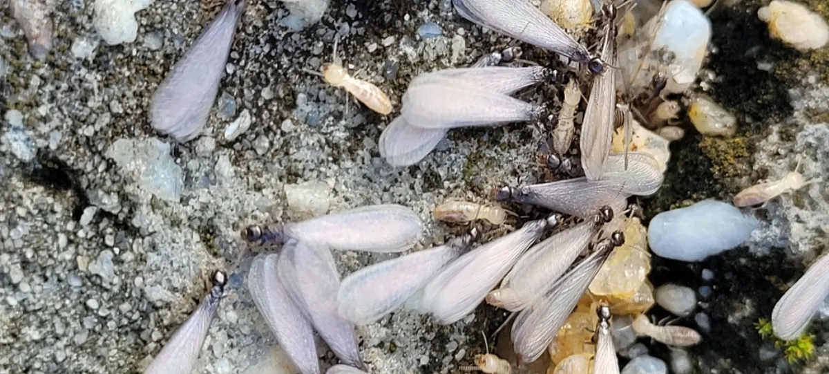Cluster of Eastern subterranean termite swarmers and workers inside a nest in Montgomery County Maryland