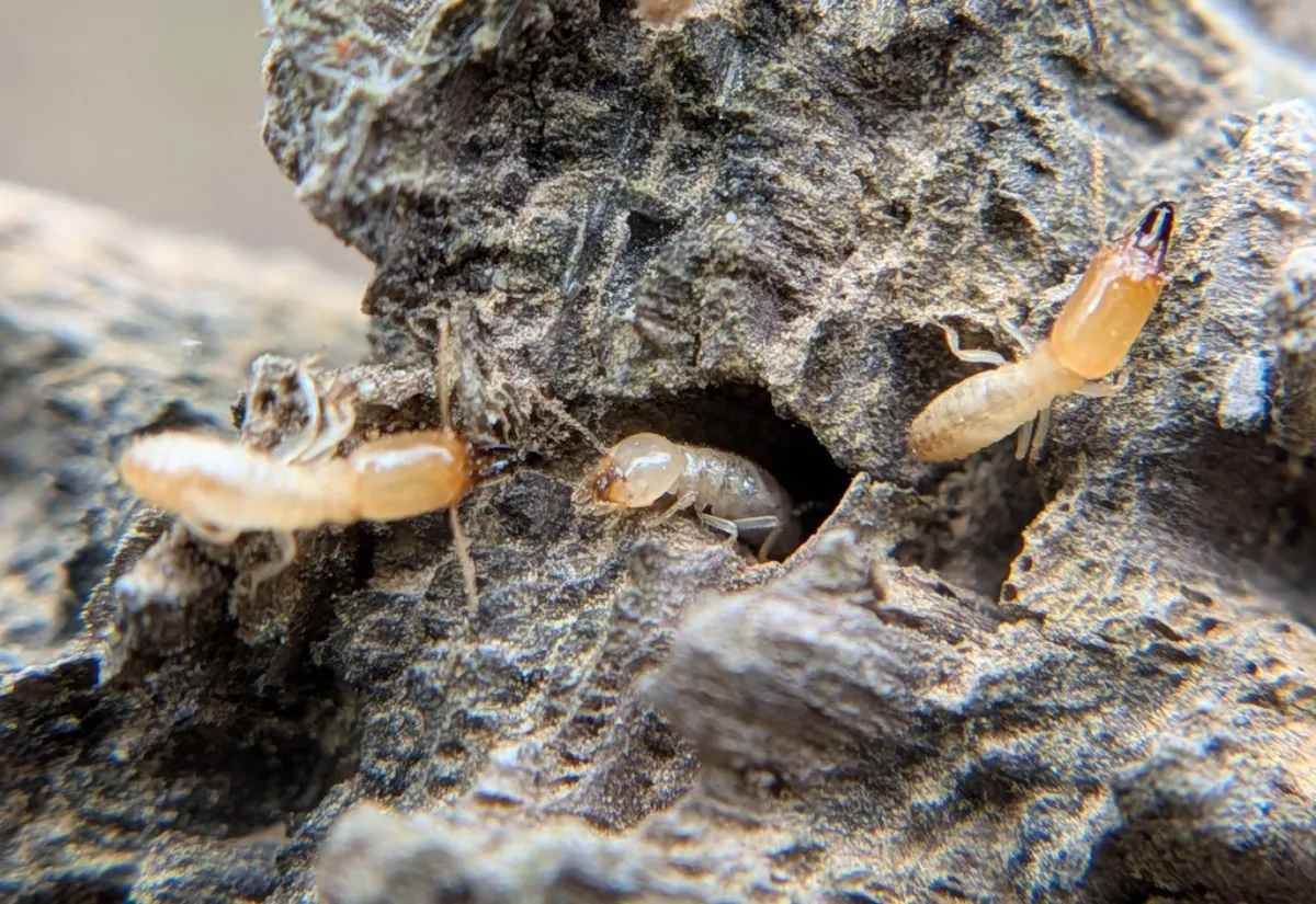 Eastern subterranean termite workers on a decaying log, the termite behind damage to older Derwood Maryland split-level homes