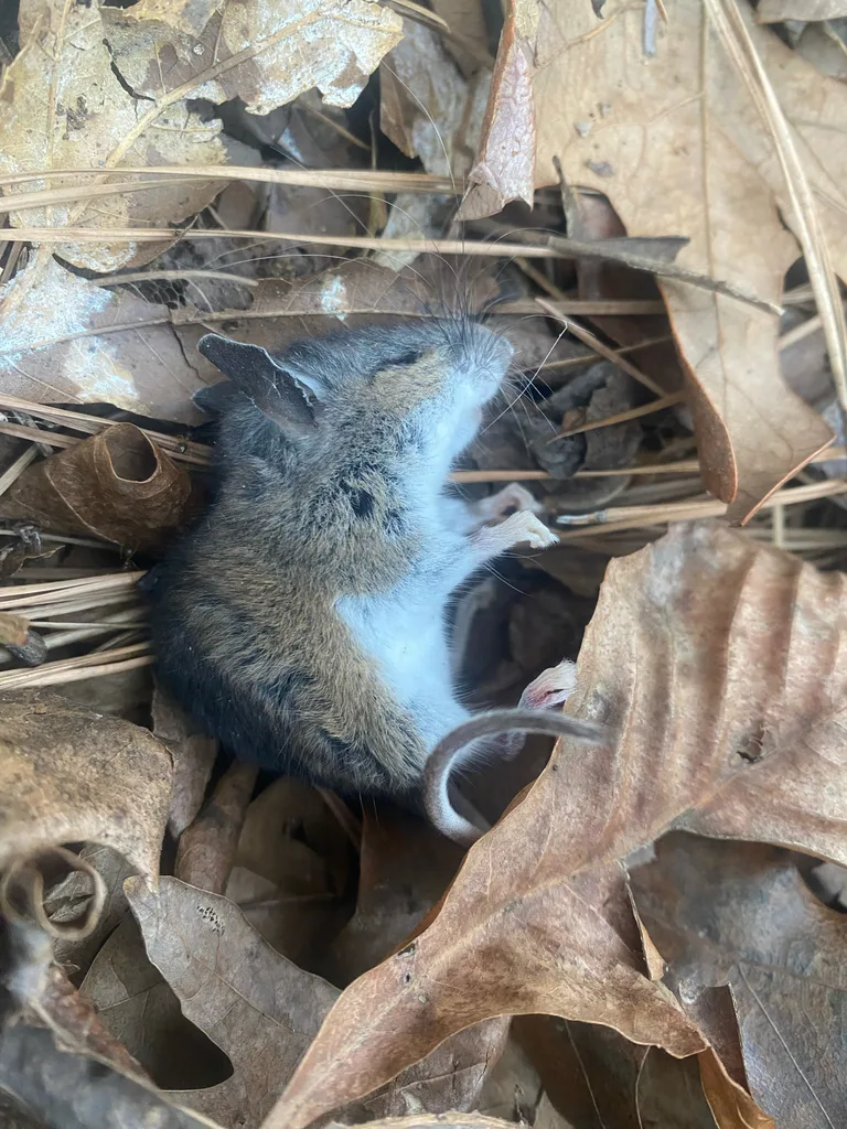 White-footed mouse hiding in dry oak leaf litter, the woodland mouse common along Rock Creek Regional Park in Derwood Maryland
