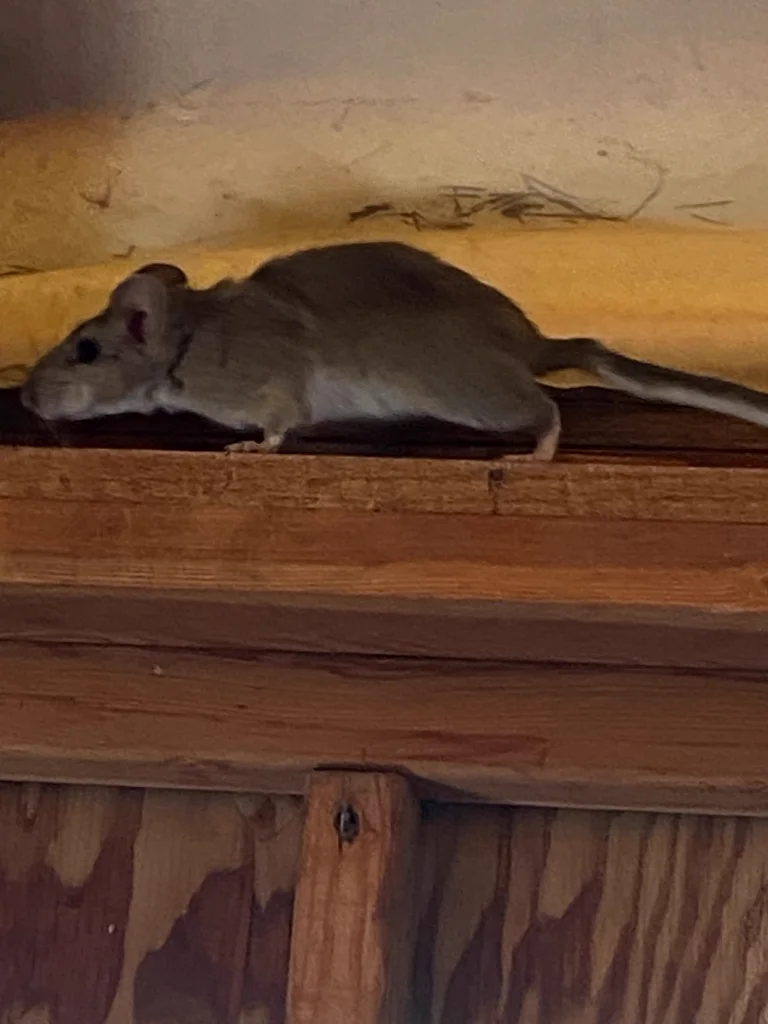 Desert woodrat resting on a wooden beam showing its soft fur