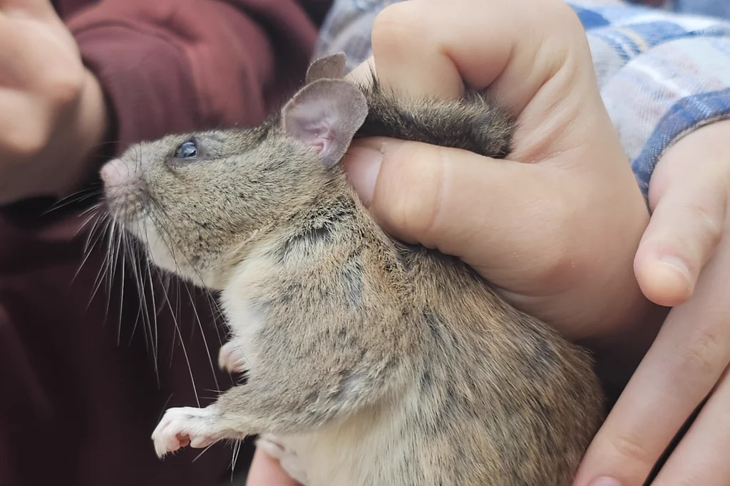 Profile view of a desert woodrat showing its distinctive features