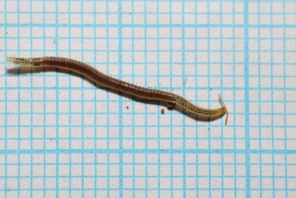 Soil centipede on graph paper showing full body length and scale reference