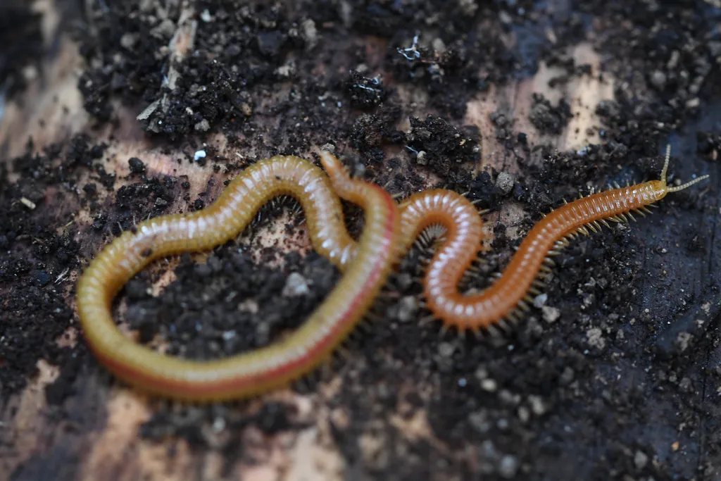 Close-up of a soil centipede on dark earth showing orange-brown coloring and leg detail