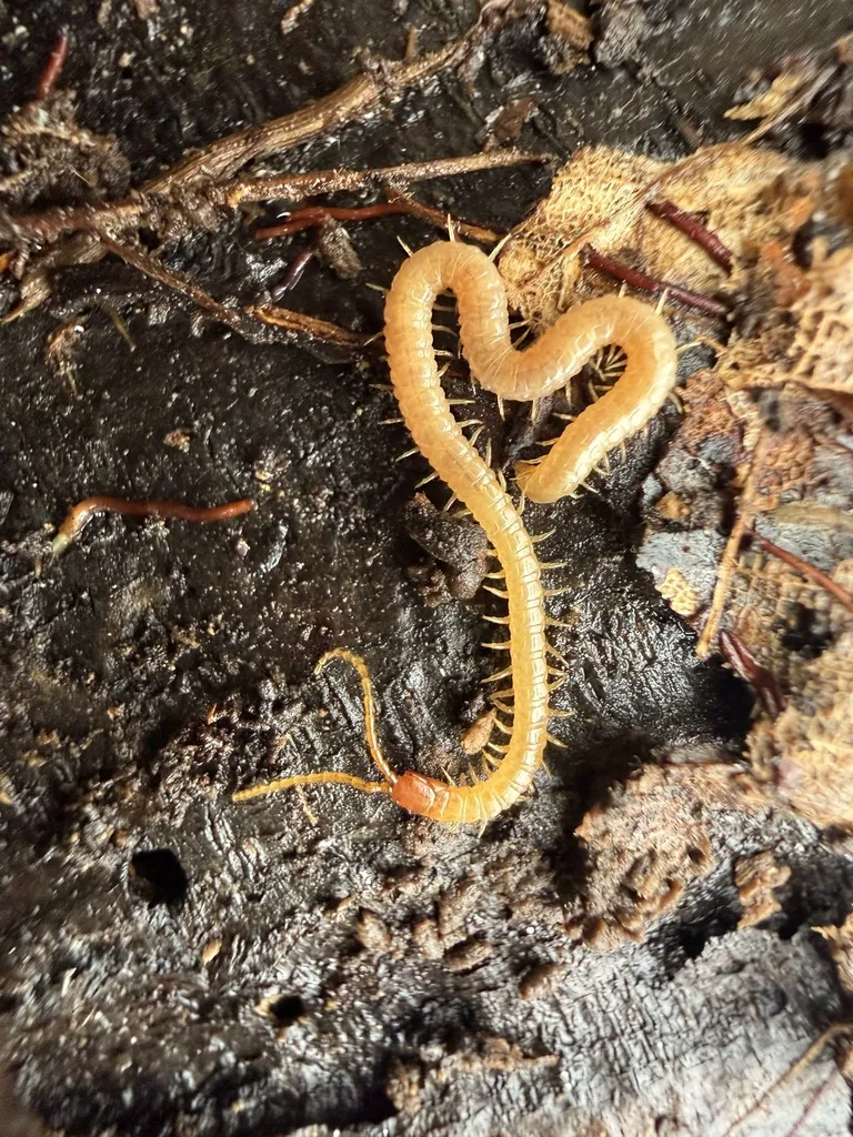 Soil centipede coiled on bark and leaf litter in its natural habitat