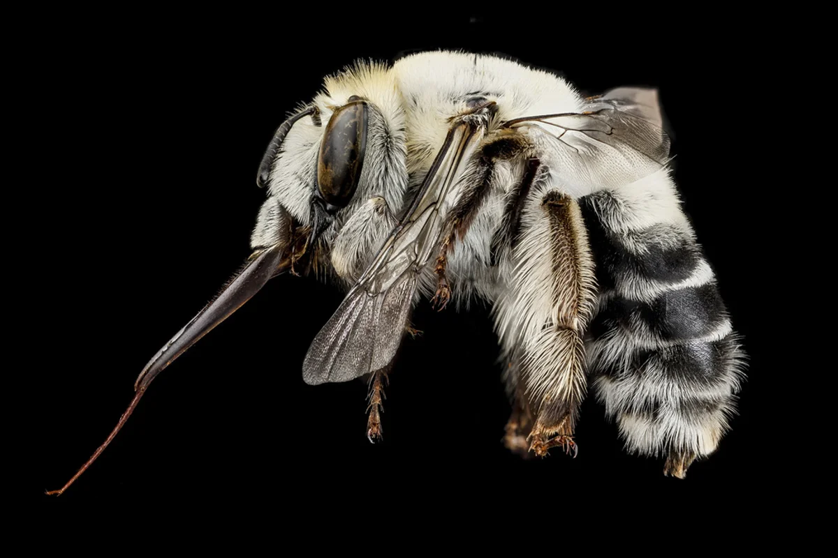 Side profile of a digger bee showing long tongue and hairy legs