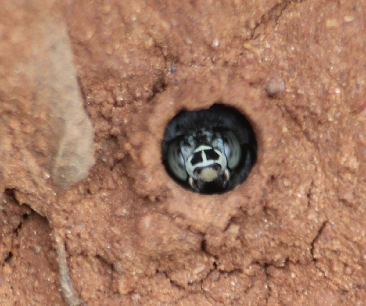 Digger bee emerging from nest entrance in soil bank