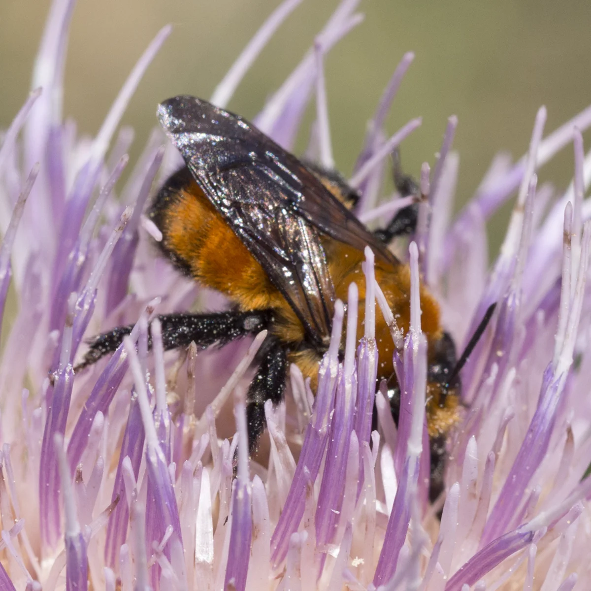 Digger bee foraging on thistle flower covered in pollen