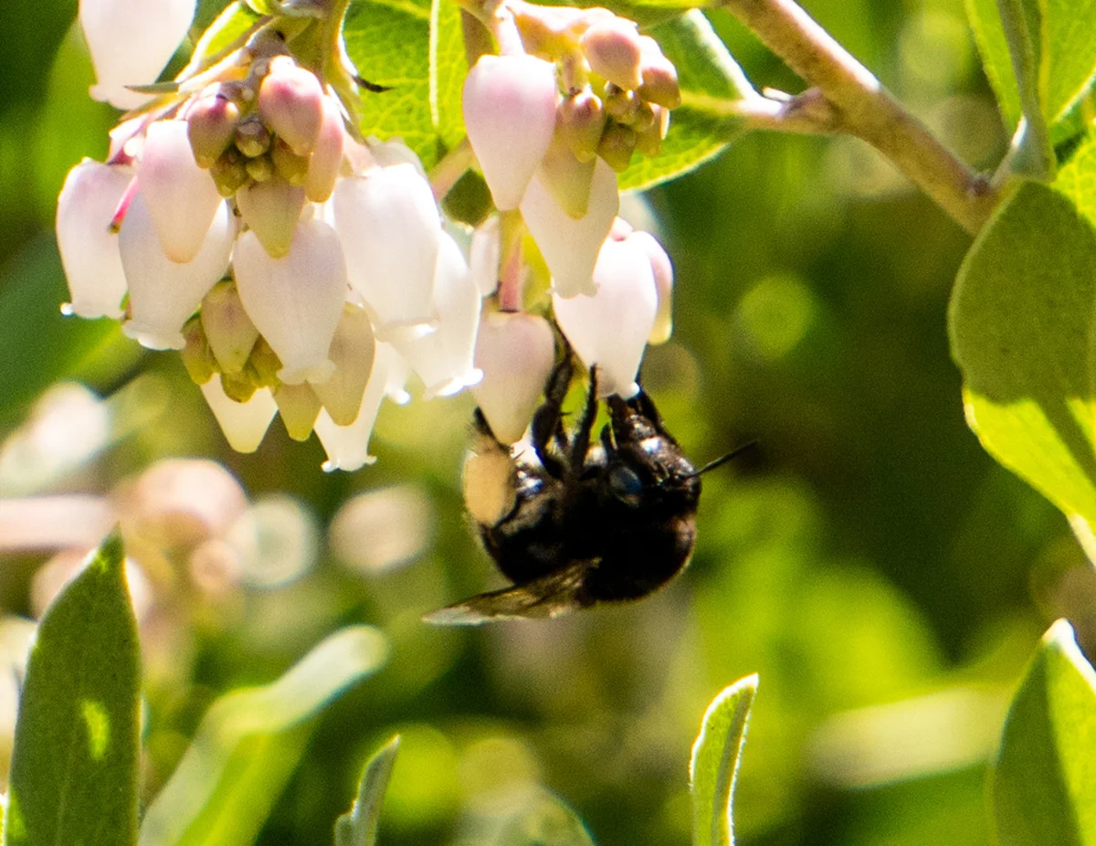 Digger bee pollinating blueberry blossoms