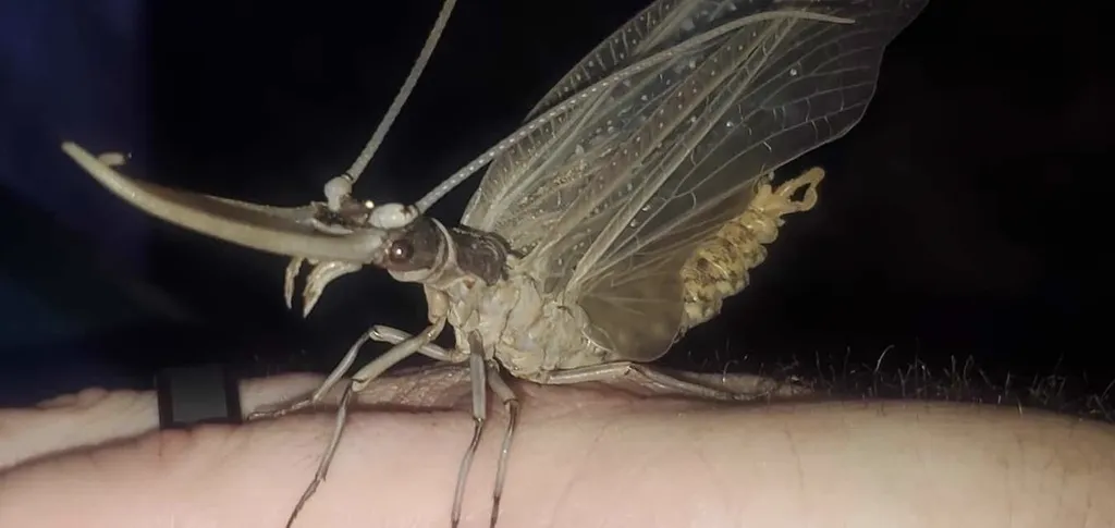 Male dobsonfly with distinctive elongated mandibles used for mating displays