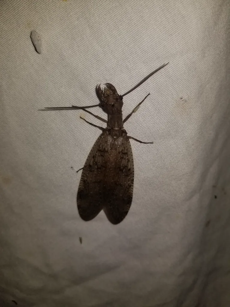 Adult dobsonfly with wings spread showing full wingspan and body proportions