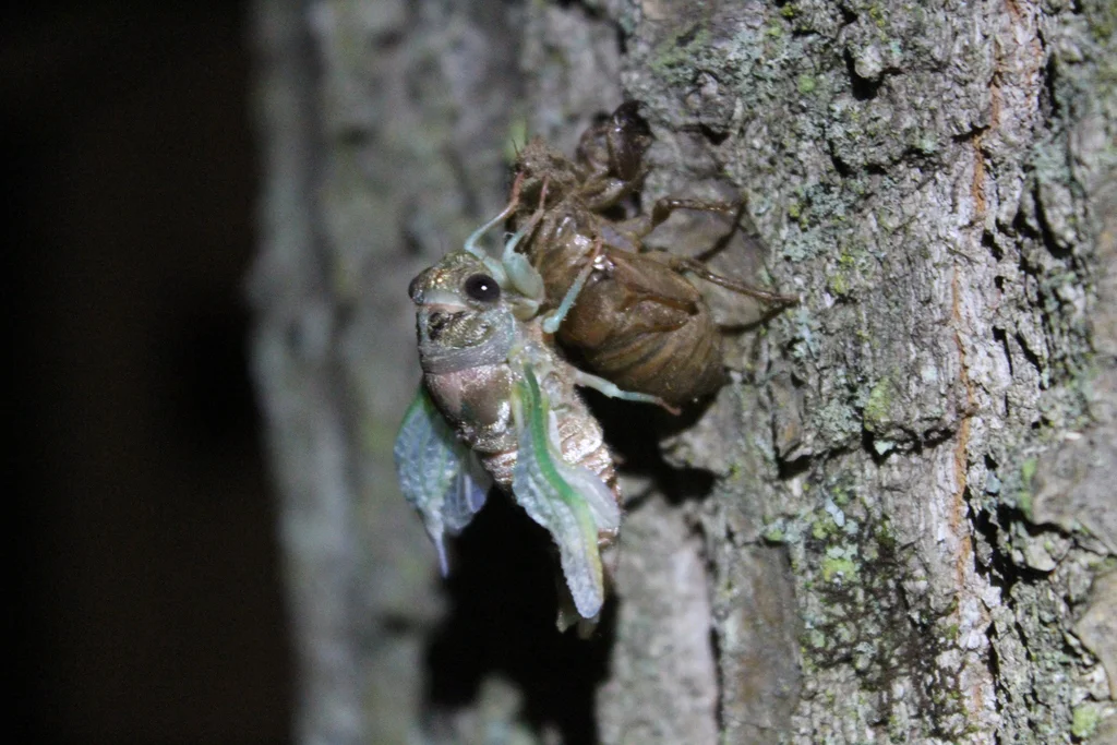 Dog-day cicada emerging from its exuvia shell on tree bark during molting process