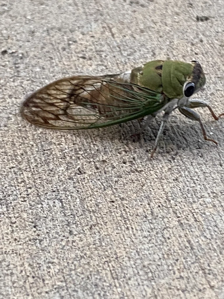 Close-up of dog-day cicada showing distinctive green head and thorax markings