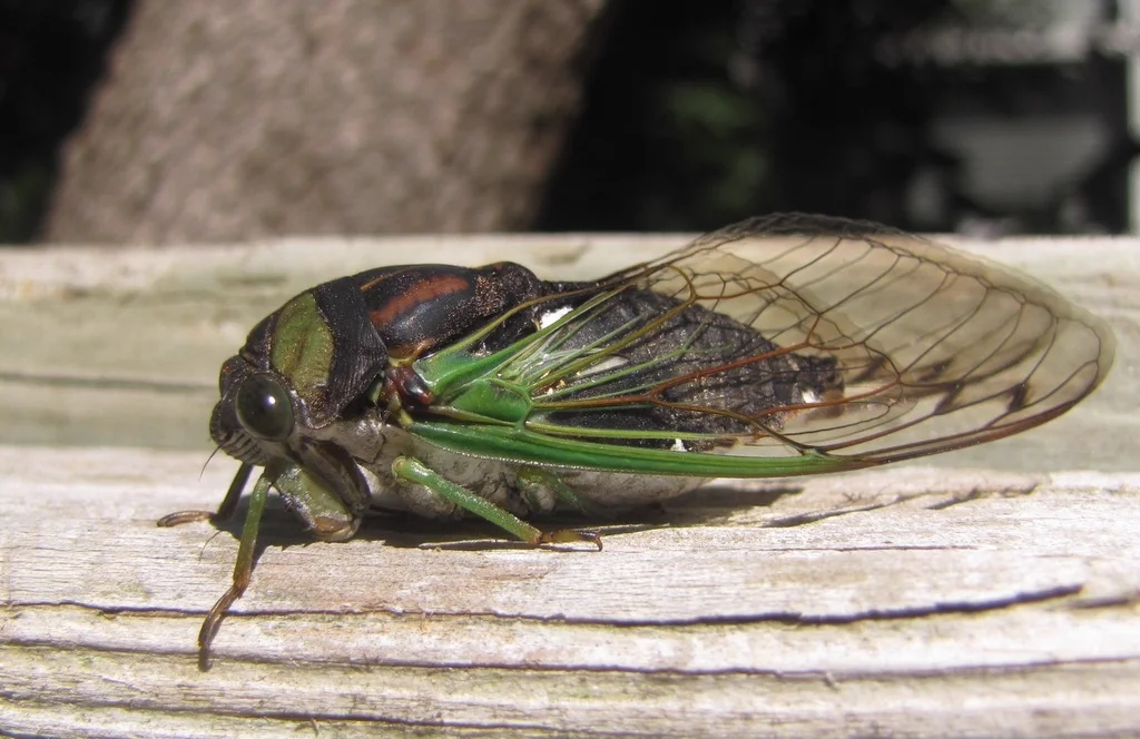 Side profile of dog-day cicada resting on wooden surface with visible green wing veins
