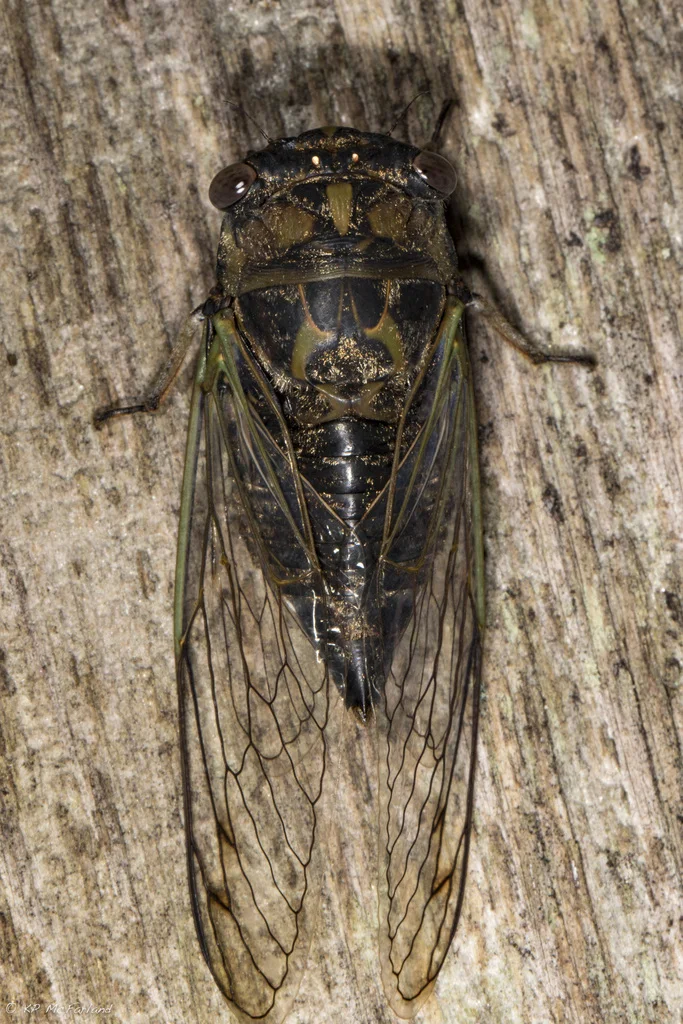 Top-down view of dog-day cicada on tree bark showing full body structure and wing pattern