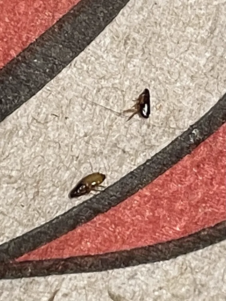 Two fleas on patterned surface showing the typical small size and dark coloration