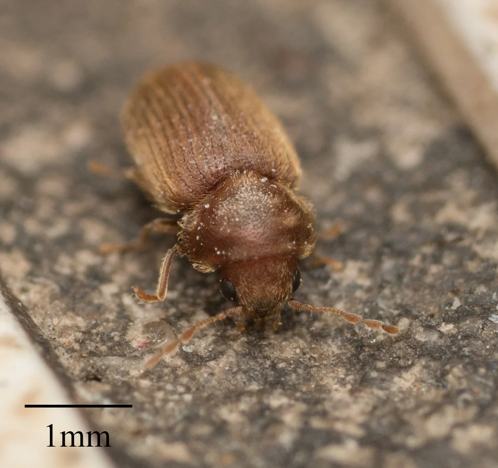Close-up of a drugstore beetle with 1mm scale bar showing anatomical details