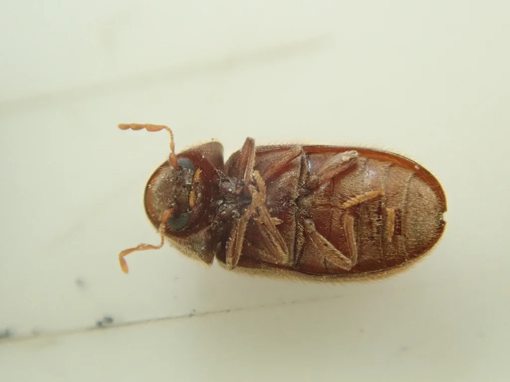 Underside view of a drugstore beetle showing legs and antennae