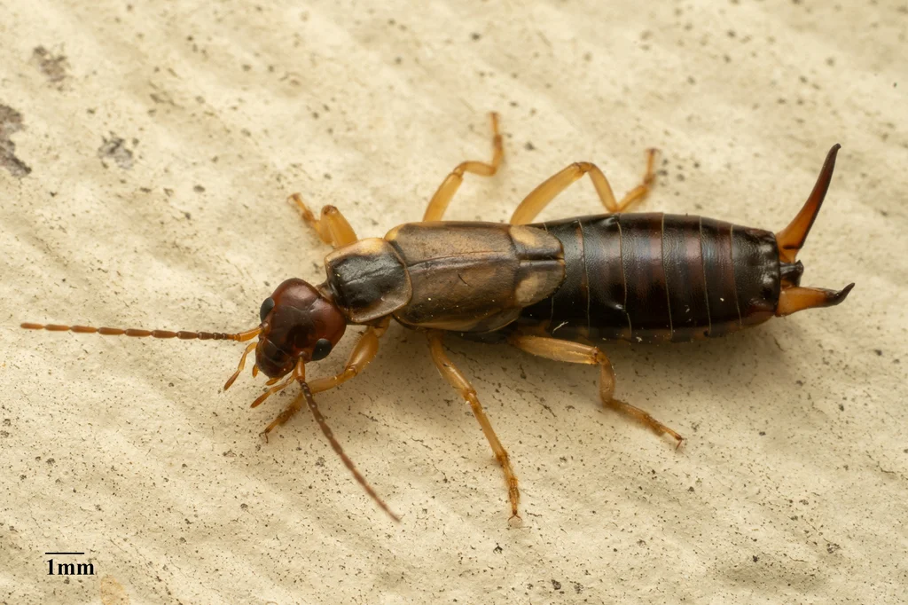 European earwig with pincers