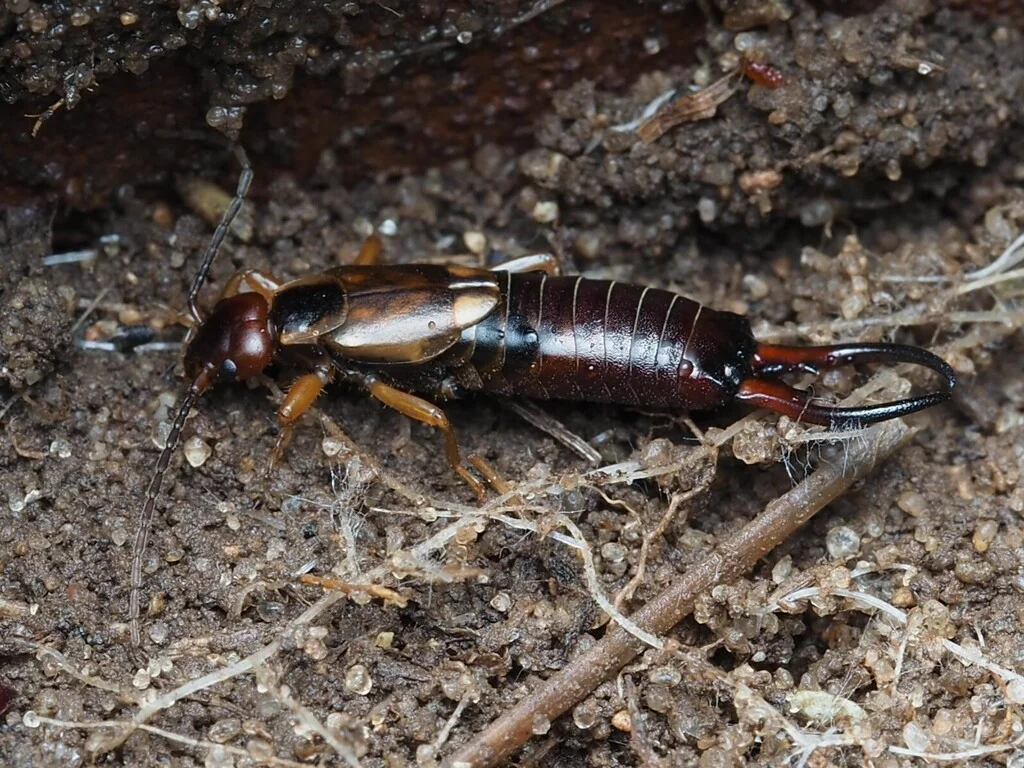 Earwig in natural habitat among soil and organic debris