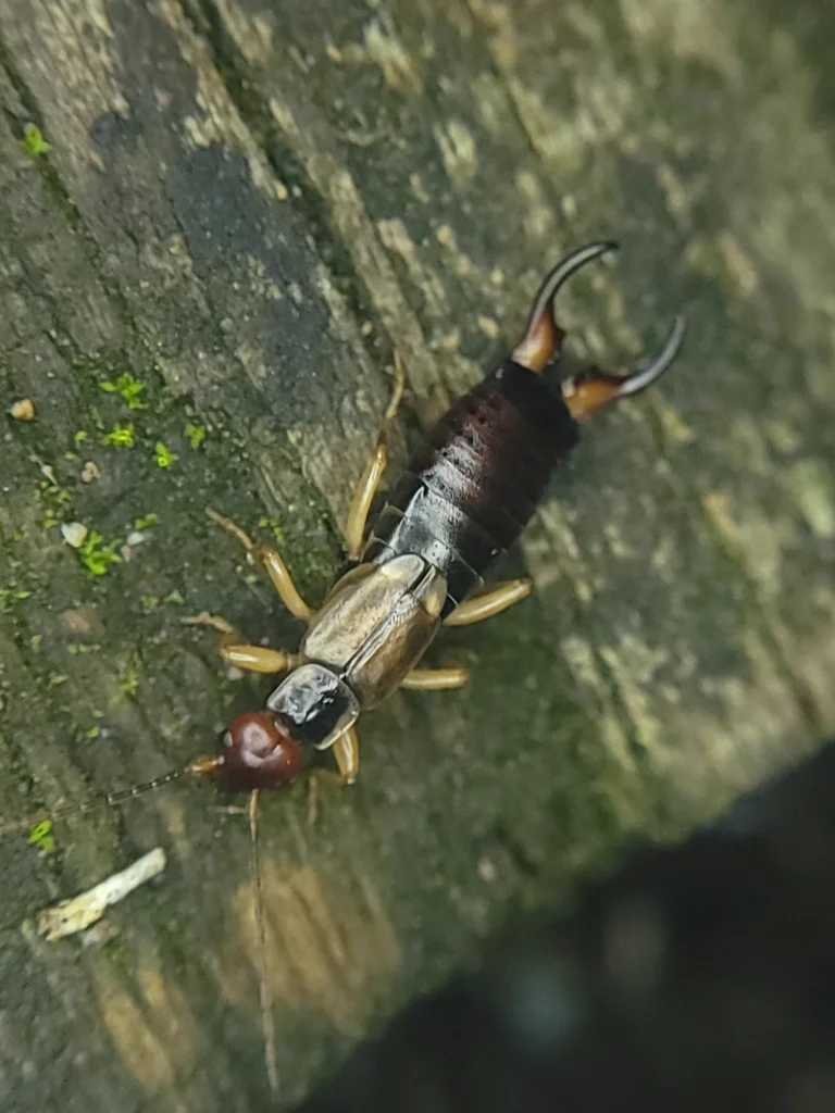 Earwig crawling on weathered wood surface