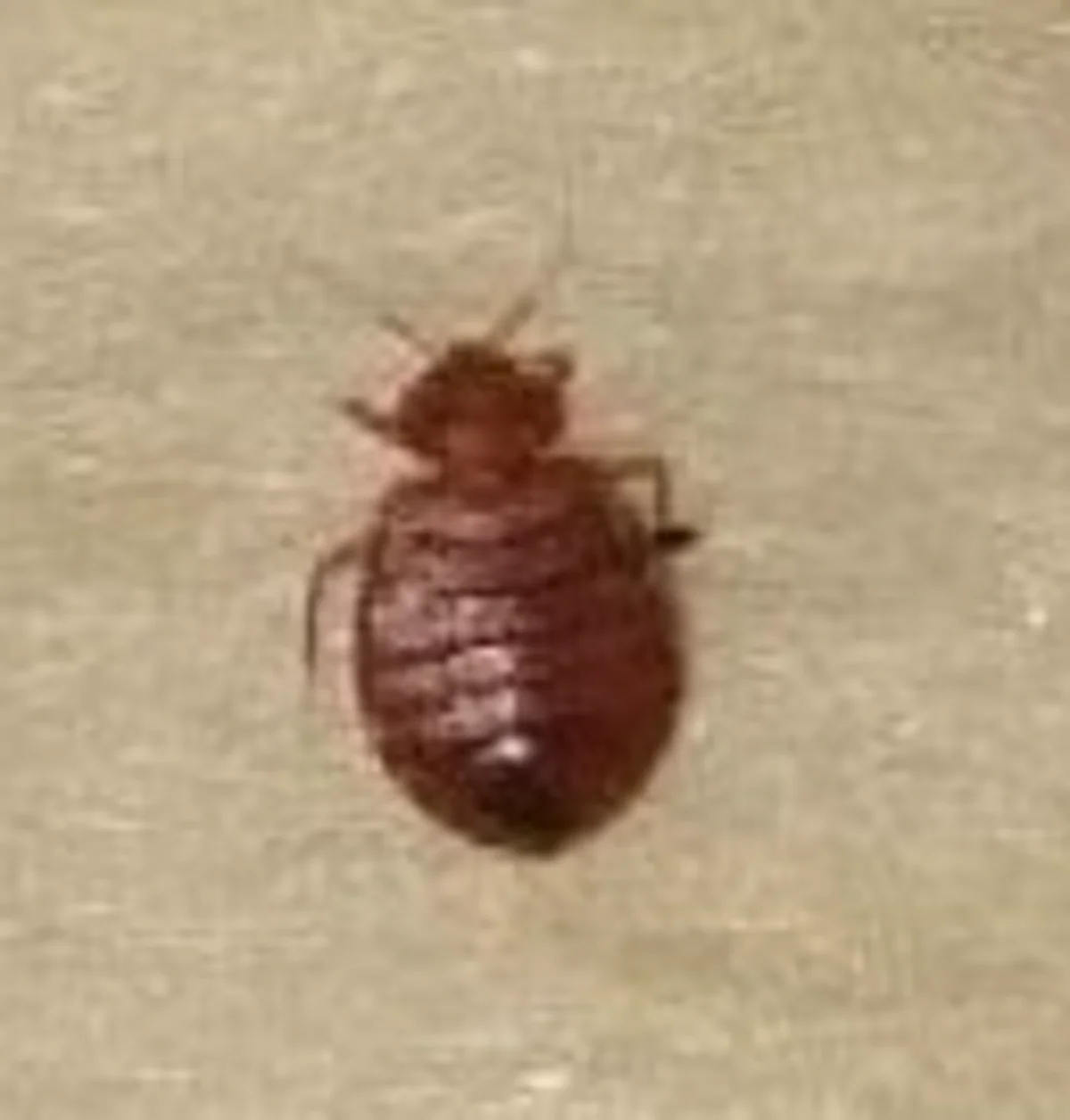 Top-down view of adult Eastern bat bug on light background