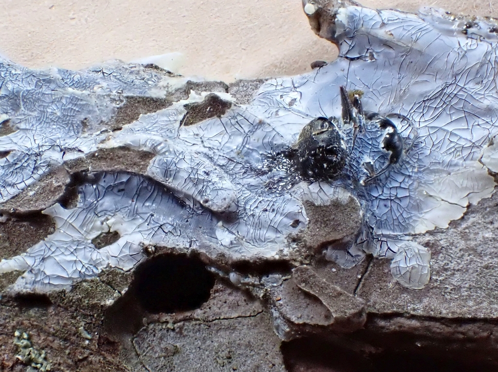 Eastern black carpenter ant near wood damage, the species most commonly threatening Vienna homes near Wolftrap Creek