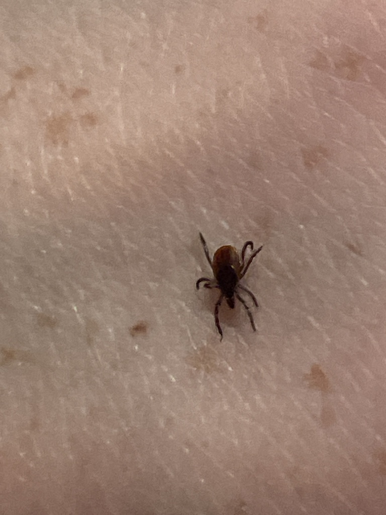 Eastern black-legged tick found on vegetation near Caledon State Park in King George County Virginia