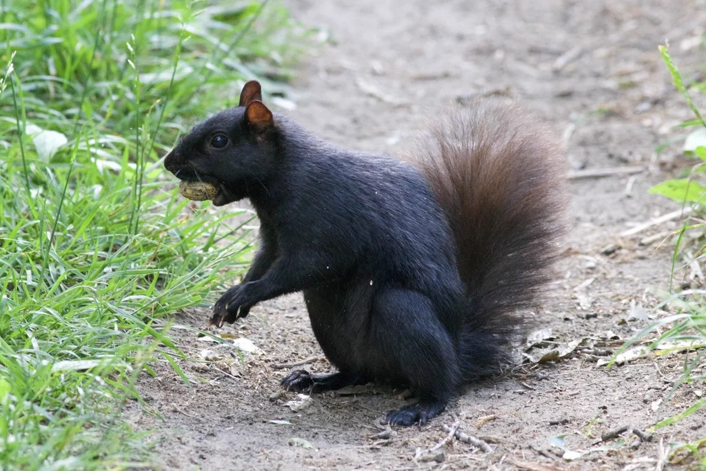 Black color morph of eastern gray squirrel showing melanistic variation