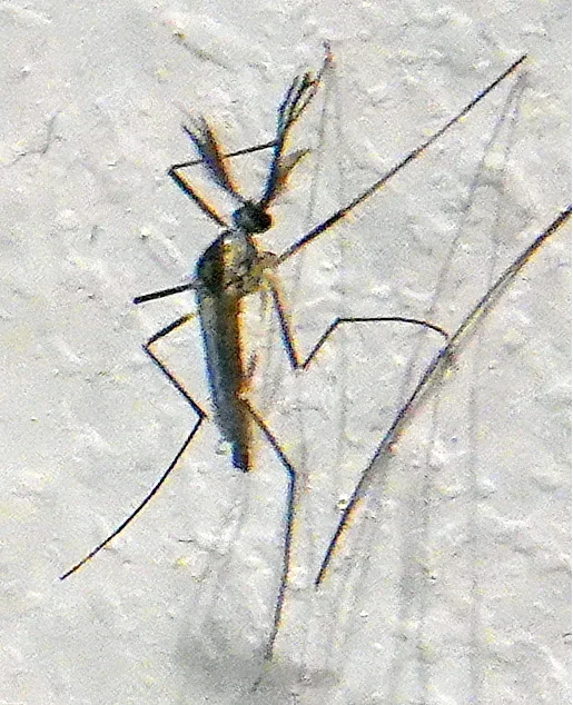 Top-down view of an eastern treehole mosquito showing full body structure with dark legs and silvery markings