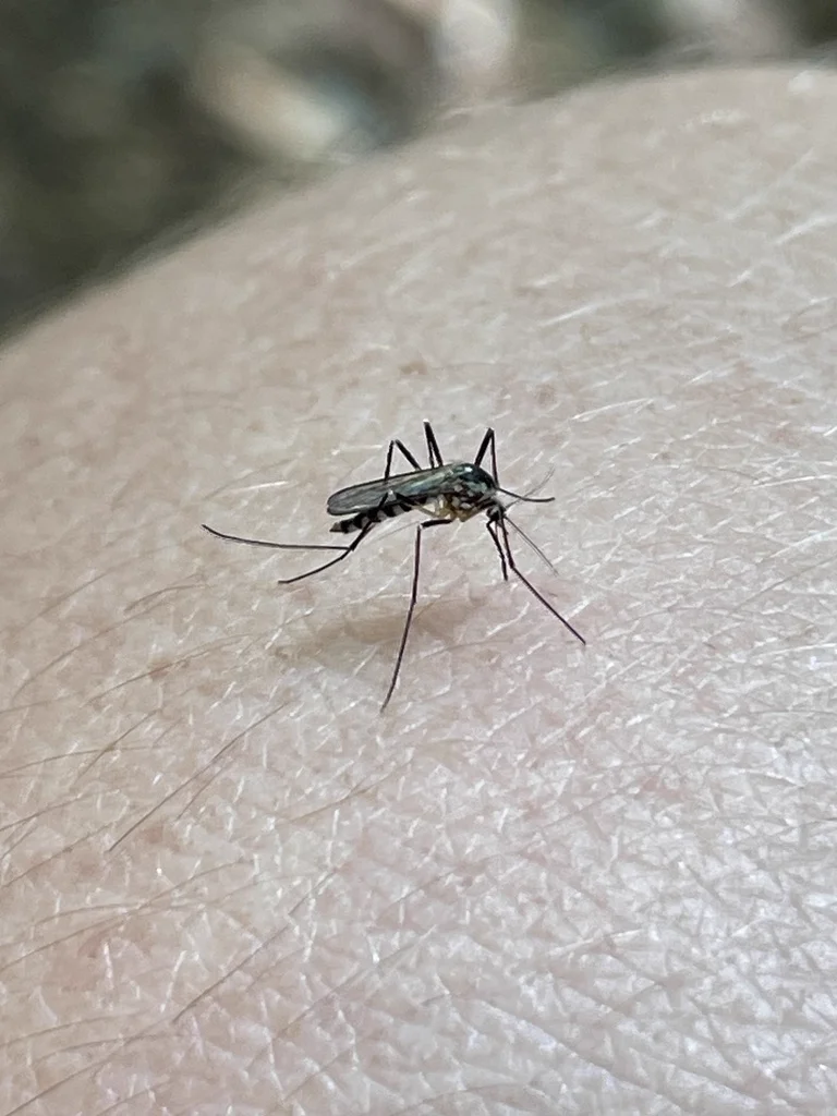 Eastern treehole mosquito feeding on human skin displaying characteristic white banding on legs