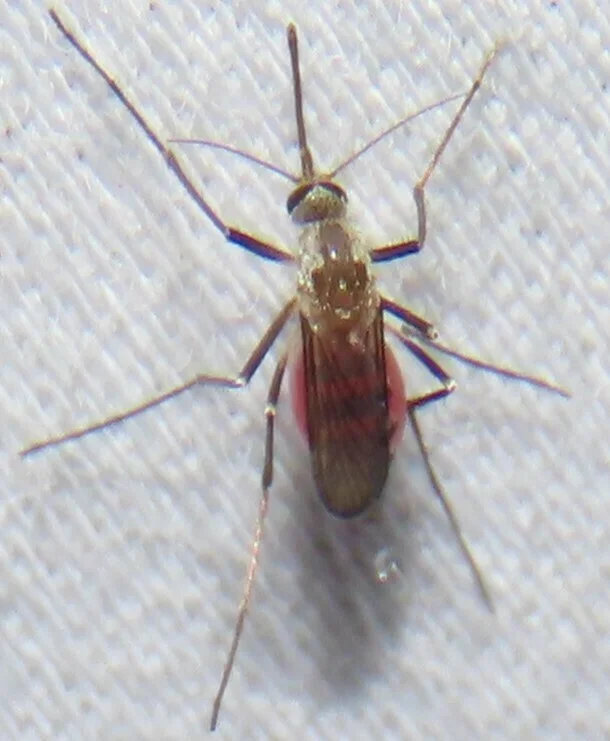 Blood-fed female eastern treehole mosquito with engorged abdomen