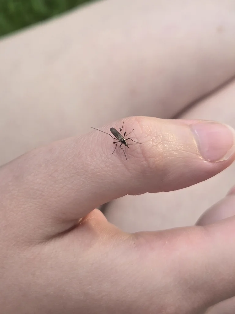 Eastern treehole mosquito on human finger showing relative size scale