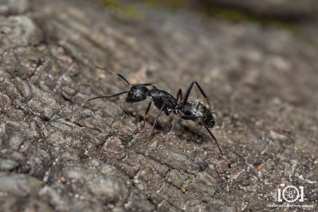 Eastern black carpenter ant on damaged wood near Haymarket Virginia home